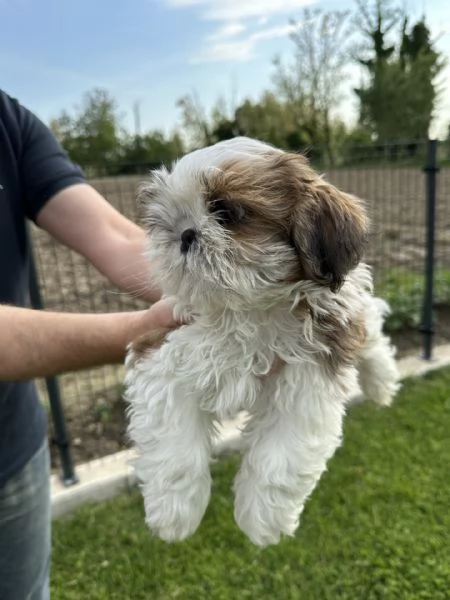 splendido cucciolo shih tzu con pedigree