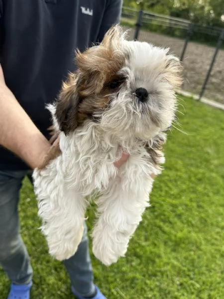 splendido cucciolo shih tzu con pedigree | Foto 1