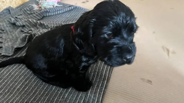 Vendesi cocker spaniel nero MASCHIO