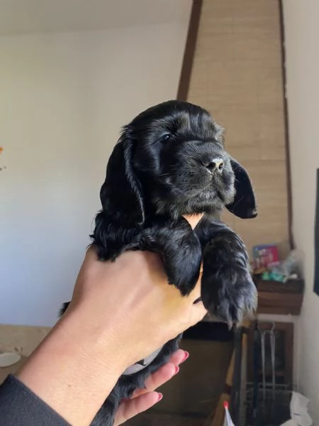 Vendesi cocker spaniel nero MASCHIO | Foto 1