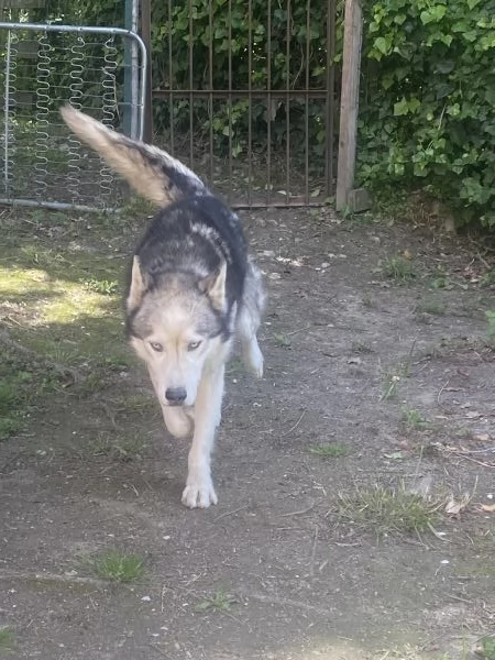 Offresi Siberian husky