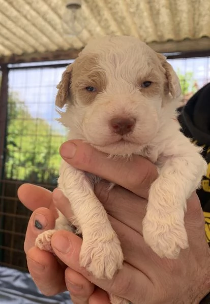 Splendidi cuccioli di Lagotto Romagnolo | Foto 1