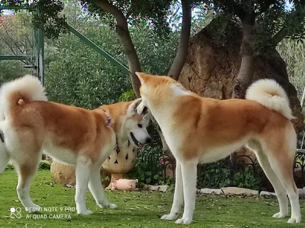 Cuccioli Akita Inu