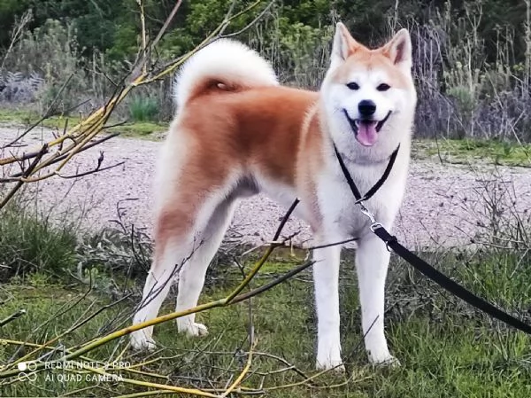 Cuccioli Akita Inu | Foto 4