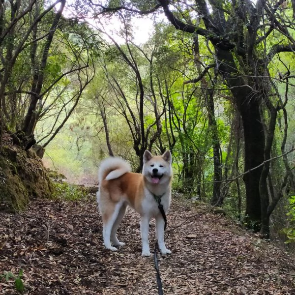 Cuccioli Akita Inu | Foto 3