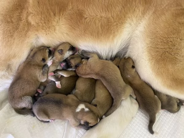 Cuccioli Akita Inu | Foto 2