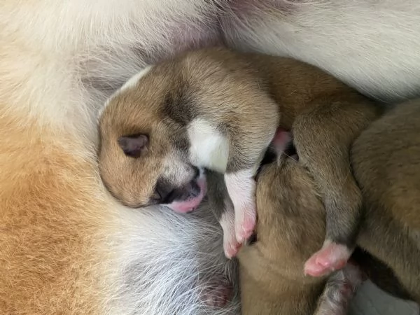 Cuccioli Akita Inu | Foto 1