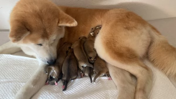 Cuccioli Akita Inu | Foto 0