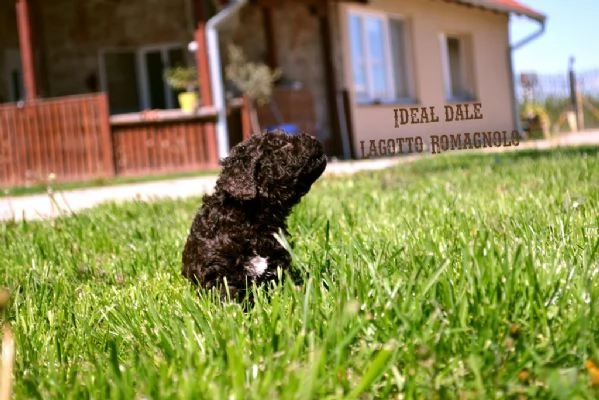 Lagotto Romagnolo cuccioli | Foto 1