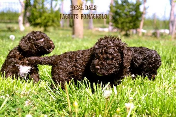 Lagotto Romagnolo cuccioli