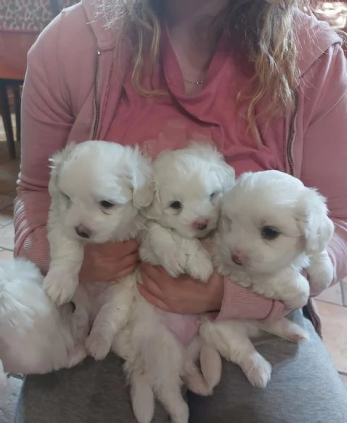 Vendita cuccioli maltese 