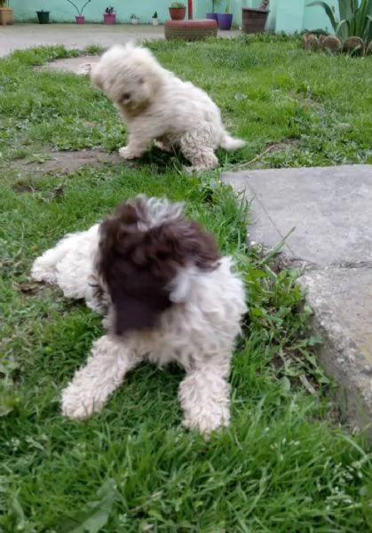 Lagotto Romagnolo cuccioli | Foto 3