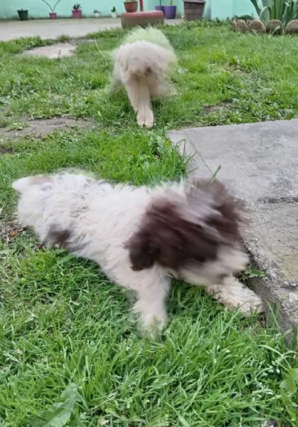 Lagotto Romagnolo cuccioli | Foto 2