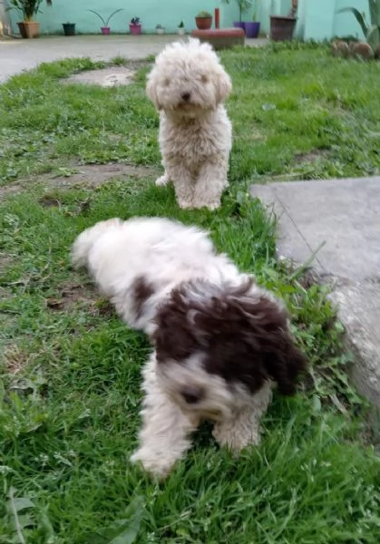 Lagotto Romagnolo cuccioli | Foto 1