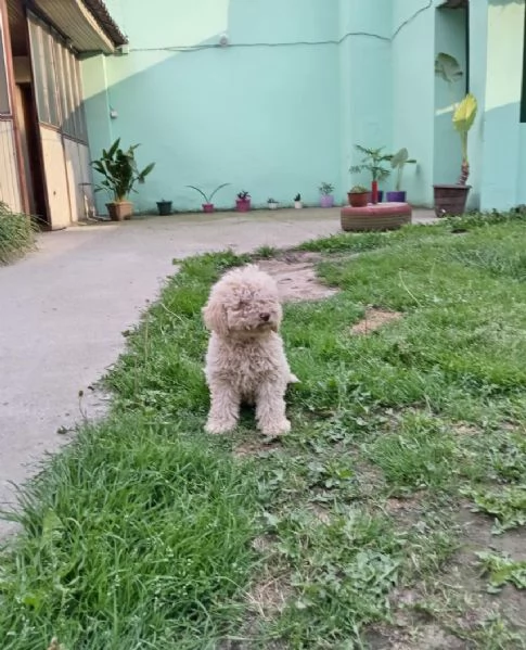 Lagotto Romagnolo cuccioli | Foto 0