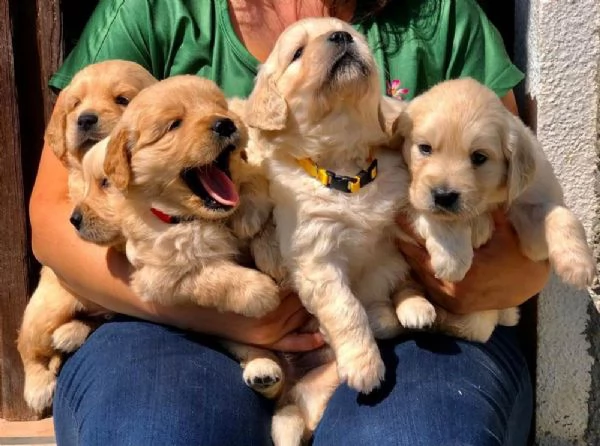 CUCCIOLI DI GOLDEN RETRIEVER