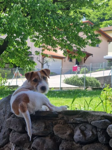 Cuccioli di Parson Russell Terrier | Foto 3