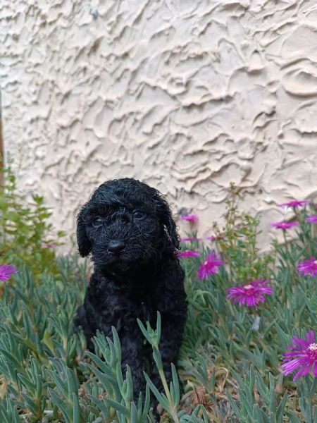 Cagnolina barboncino nano