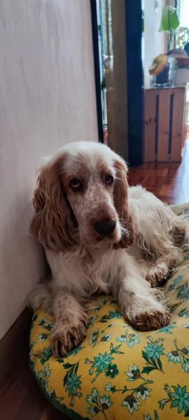 Cocker spaniel maschio per accoppiamento