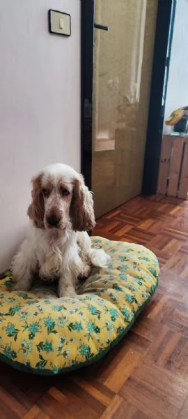 Cocker spaniel maschio per accoppiamento | Foto 4