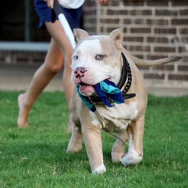 Bluenose PITBULL