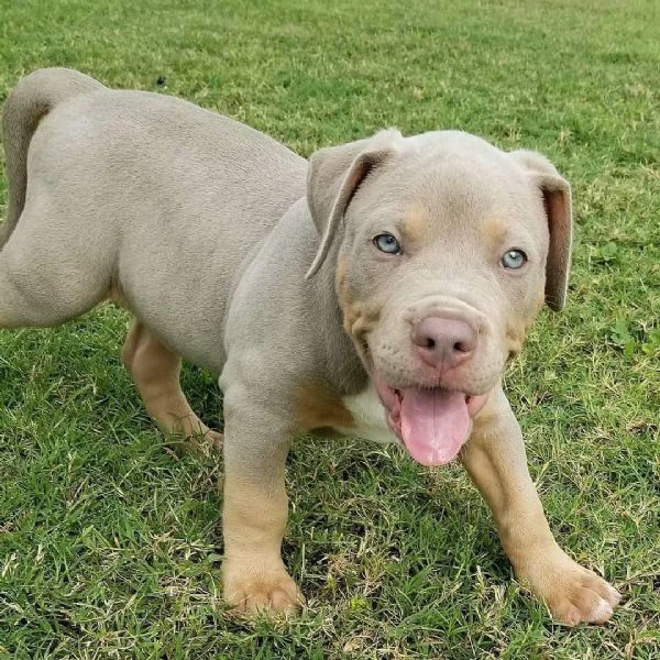 PITBULL