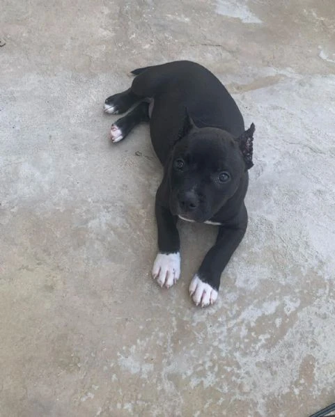 Cuccioli di pitbull in adozione | Foto 4