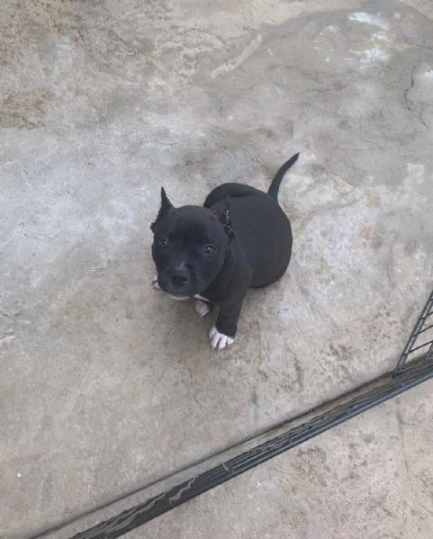 Cuccioli di pitbull in adozione | Foto 3