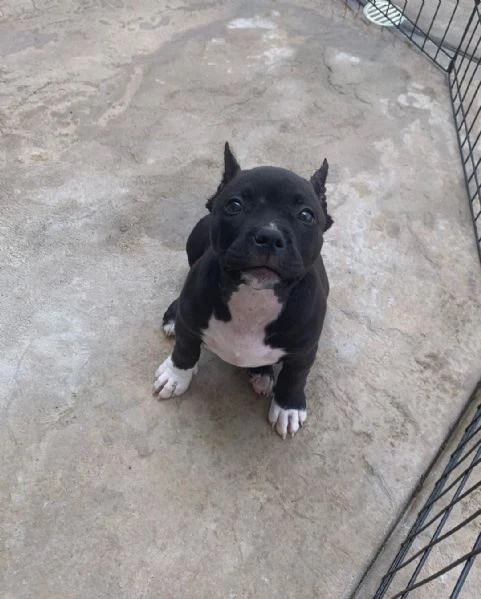 Cuccioli di pitbull in adozione | Foto 2