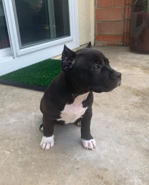 Cuccioli di pitbull in adozione