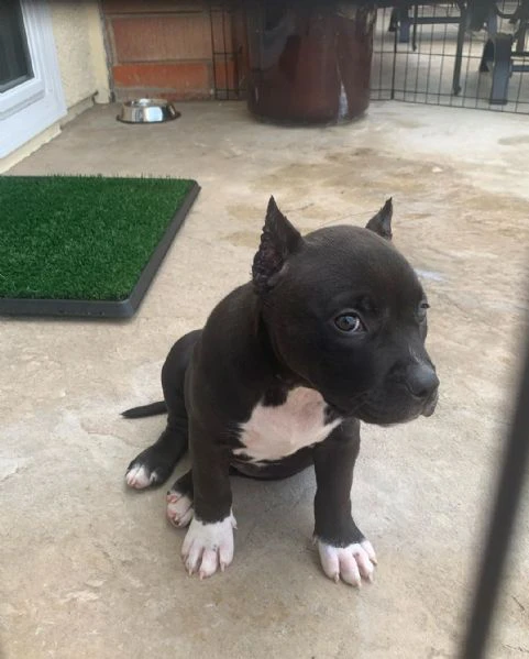 Cuccioli di pitbull in adozione | Foto 0