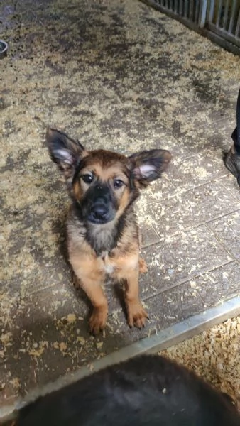 CUCCIOLI DI CANE IN ADOZIONE  | Foto 6