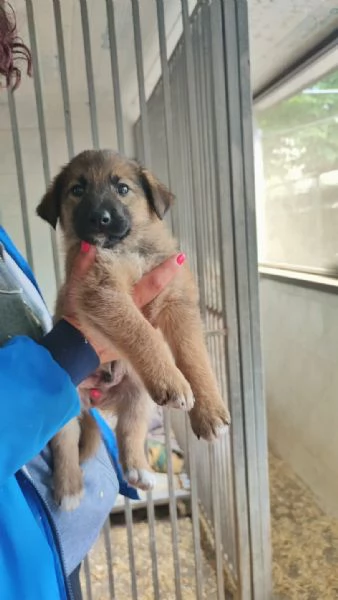 CUCCIOLI DI CANE IN ADOZIONE  | Foto 3