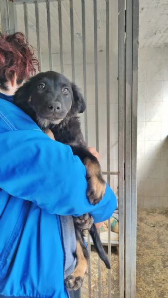 CUCCIOLI DI CANE IN ADOZIONE  | Foto 0