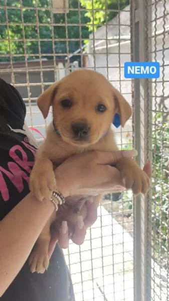 CUCCIOLI DI CANE IN ADOZIONE 