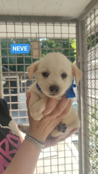 CUCCIOLI DI CANE IN ADOZIONE  | Foto 0