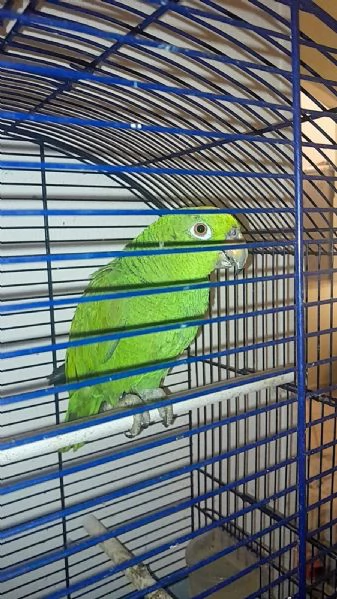 Vendita pappagallo ammazzone  | Foto 0