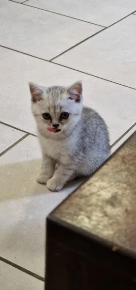 Cuccioli scottish fold e straight 