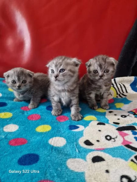 Cuccioli scottish fold e straight  | Foto 4