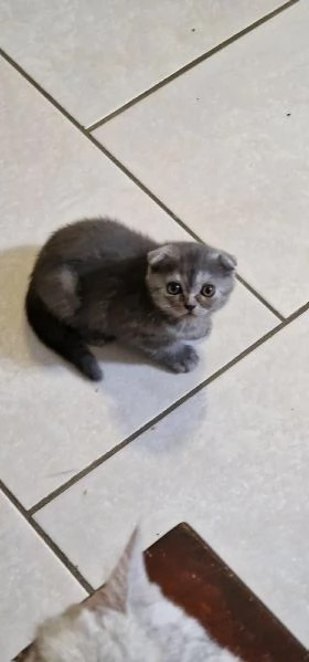 Cuccioli scottish fold e straight  | Foto 3