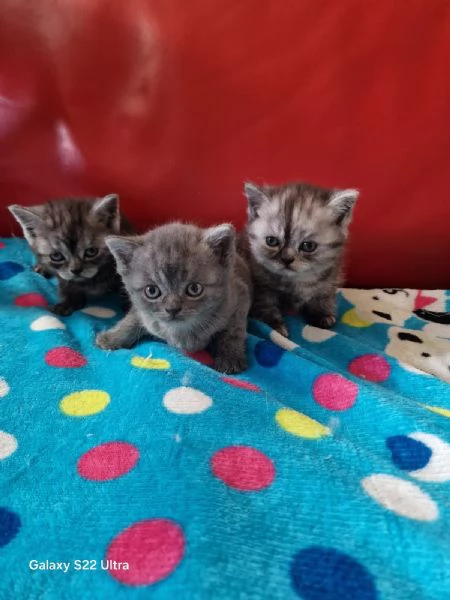 Cuccioli scottish fold e straight  | Foto 2