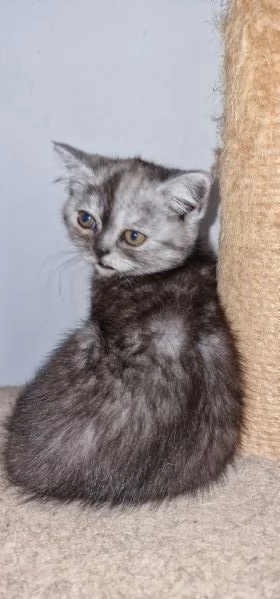 Cuccioli scottish fold e straight  | Foto 0