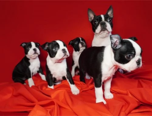 Los cachorros de Boston Terrier estn buscando un nuevo hogar amoroso