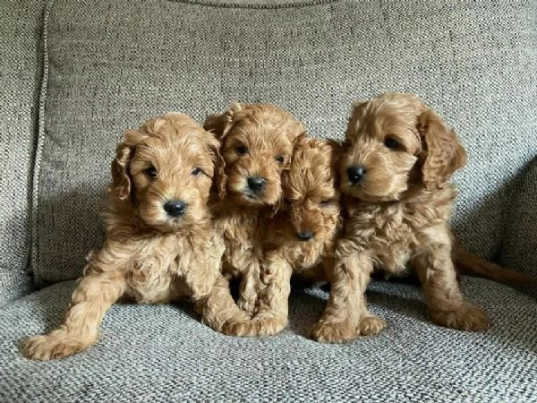 Increble beb Cavapoo listo para el nuevo hogar