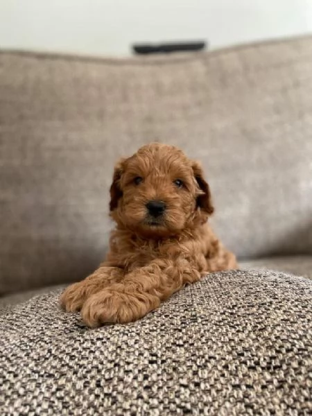 Increble beb Cavapoo listo para el nuevo hogar | Foto 1