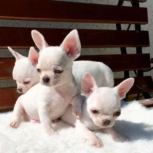 Hermosos cachorros de Chihuahua para reubicar | Foto 0