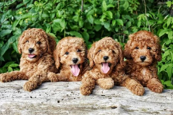 Hermosos cachorros de caniche de juguete