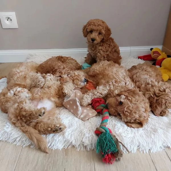 Hermosos cachorros de Maltipoo