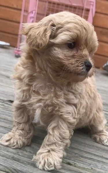 Hermosos cachorros de Maltipoo | Foto 0