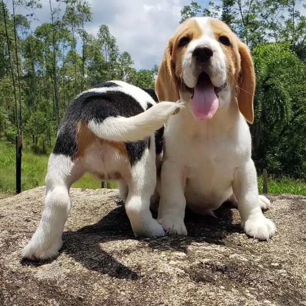 Cuccioli di Beagle | Foto 2